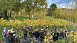 weinberg im weingut benz