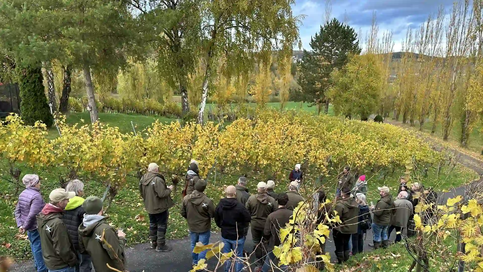 weinberg im weingut benz